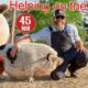 Helping a Farmer Feed and Care For His Animals (Educational Farm Video For Kids)