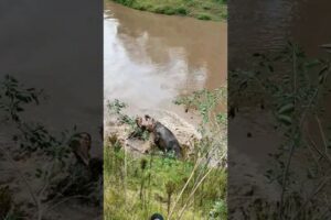 Hippo Fighting #crocodile #wildlife #animals #nature #africa #shortsfeed #viralvideo #shorts