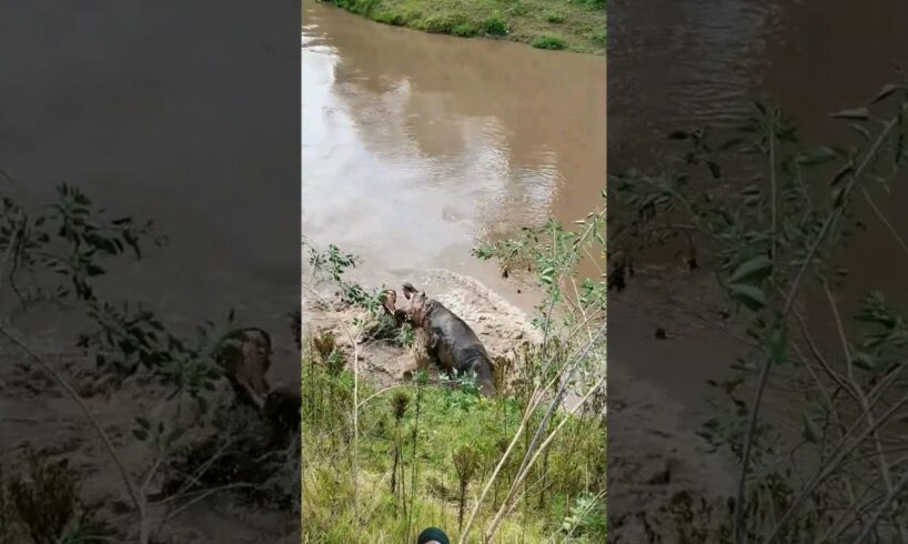 Hippo Fighting #crocodile #wildlife #animals #nature #africa #shortsfeed #viralvideo #shorts