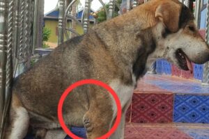 His Legs Was Injured - He Has Seriously Condition  - Dog Videos - Rescue Dog Animals