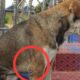 His Legs Was Injured - He Has Seriously Condition  - Dog Videos - Rescue Dog Animals