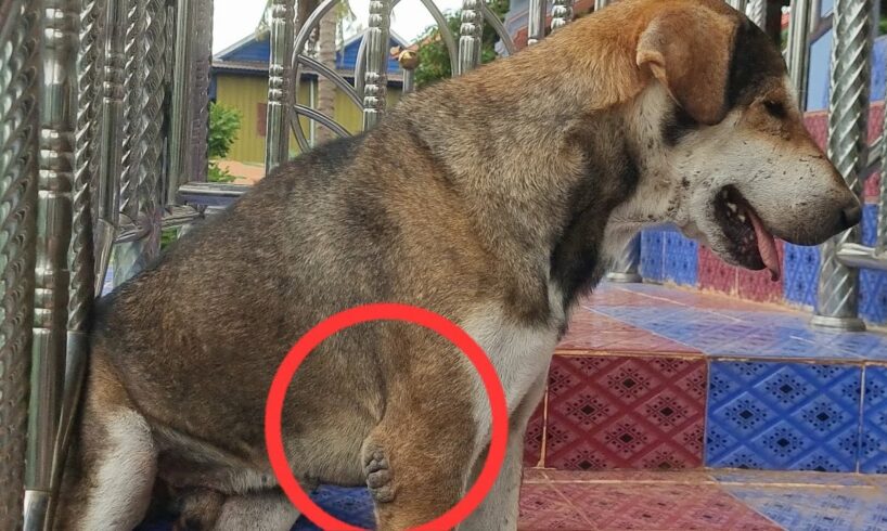 His Legs Was Injured - He Has Seriously Condition  - Dog Videos - Rescue Dog Animals