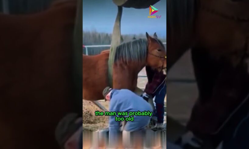 Horse Rescue Mission #animals #rescue #shortvideo #shorts