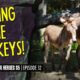 Horse Shelter Heroes S5E32 - Saving the Donkeys!