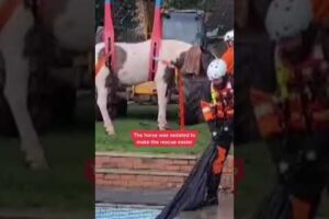 Horse rescued from swimming pool by fire service in Leicestershire