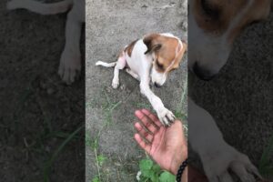 I Rescued Lovely Stray Puppies in India #india #puppy #love