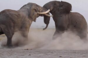 INTENSE BULL ELEPHANT FIGHT CAUGHT ON CAMERA