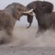 INTENSE BULL ELEPHANT FIGHT CAUGHT ON CAMERA