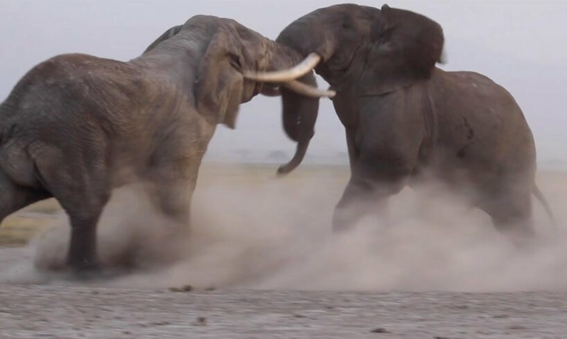 INTENSE BULL ELEPHANT FIGHT CAUGHT ON CAMERA