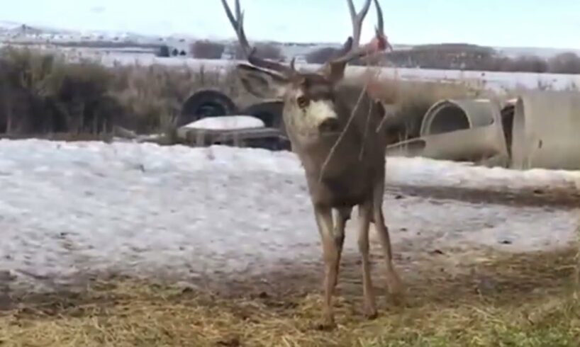 Incredible Animal Rescues Heartwarming Stories of Freedom and Survival  Must Watch!