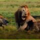 Incredible Moments Hyena Vs Lion Fight Caught On Camera | Animal Fighting