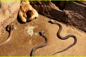 Insane Moments When Snakes Messed With The Wrong Opponents | Animal Fighting