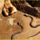 Insane Moments When Snakes Messed With The Wrong Opponents | Animal Fighting