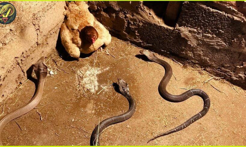 Insane Moments When Snakes Messed With The Wrong Opponents | Animal Fighting