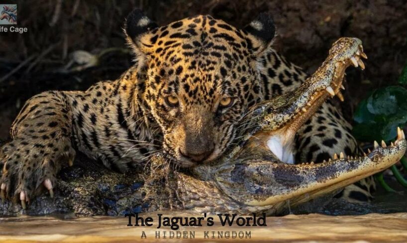 Jaguar: Jaguar Attacks Crocodile Cousin (EXCLUSIVE VIDEO) | Animal Fights