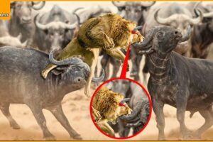 King Lion Suddenly Grows Horn On His Head During The Battle With Buffalo | Wild Animal