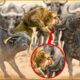 King Lion Suddenly Grows Horn On His Head During The Battle With Buffalo | Wild Animal