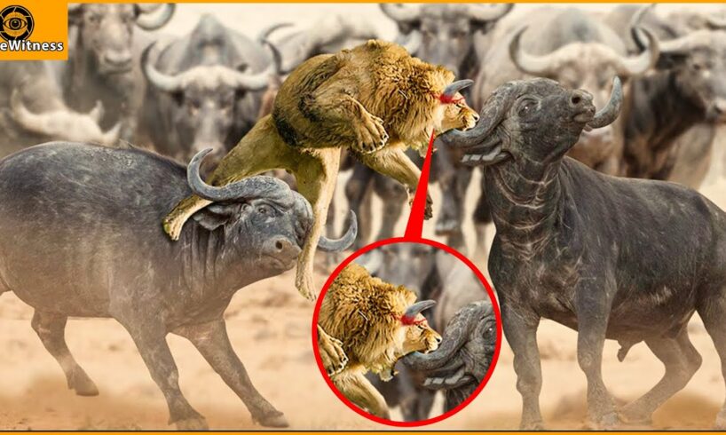 King Lion Suddenly Grows Horn On His Head During The Battle With Buffalo | Wild Animal