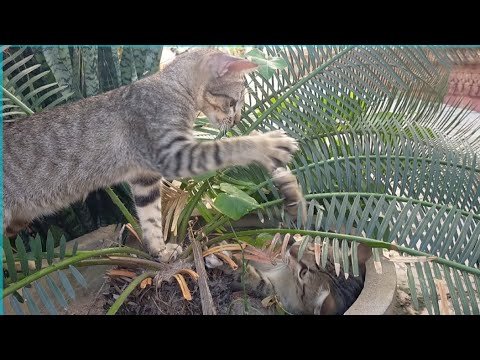 Kittens play in the evening #cats #animals #playing #funny #video #longs