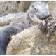 Komodo Dragon, The Most Fearsome Scavenger on the Planet | Animal Fights