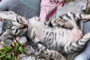 LTT Animal || Cats Saved from Drowning: A Heartwarming Rescue 🐱.