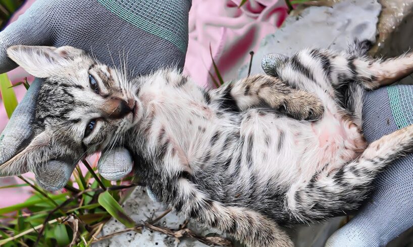 LTT Animal || Cats Saved from Drowning: A Heartwarming Rescue 🐱.