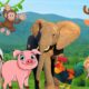 Learn about the characteristics of animals - Elephant, cow, dog, chicken, pig - Animal sounds