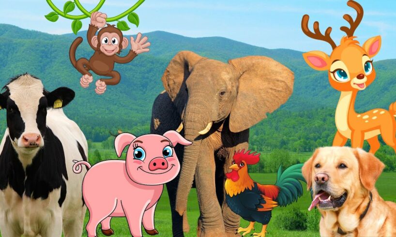 Learn about the characteristics of animals - Elephant, cow, dog, chicken, pig - Animal sounds