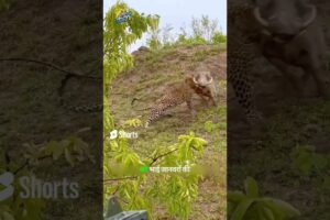 Leopard Takes on Wild Boar in Epic Battle of the Beasts #shorts #wildlife