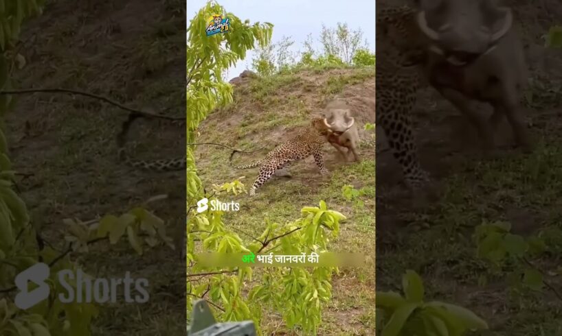 Leopard Takes on Wild Boar in Epic Battle of the Beasts #shorts #wildlife