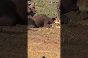 Lion Attack Buffalo 🔥🦁🔥 #wildlife #shortsfeed #viralvideo