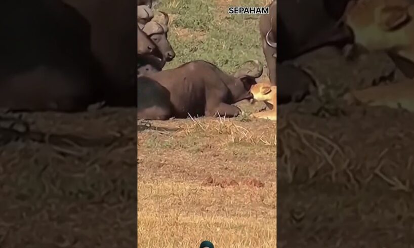 Lion Attack Buffalo 🔥🦁🔥 #wildlife #shortsfeed #viralvideo