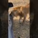 Lion Bite safari vehicle tyre #animals #wildlife #shortsfeed #shortsvideo #viralvideo