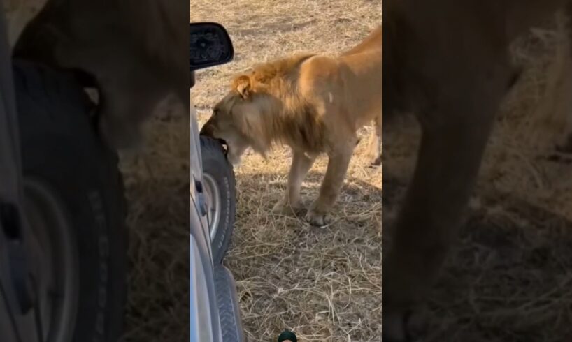 Lion Bite safari vehicle tyre #animals #wildlife #shortsfeed #shortsvideo #viralvideo