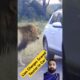 Lion Charges Tourist Scared in Car #shorts #trending #viralvideo #shortvideo #lion #animals #safari