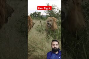 Lion Fight #shortvideo #wildlife #lion #animals #safari #trending #africa #loins #wildanimals