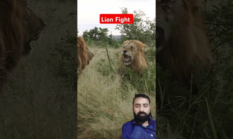 Lion Fight #shortvideo #wildlife #lion #animals #safari #trending #africa #loins #wildanimals