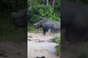 Lion Give Surprise to Rhion 🤭#wildlife #safari #animals #nature #shortsfeed #shortvideo #viralvideo