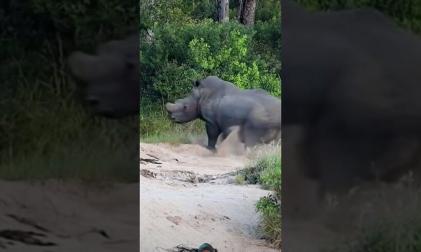 Lion Give Surprise to Rhion 🤭#wildlife #safari #animals #nature #shortsfeed #shortvideo #viralvideo