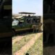 Lion With safari pepole funny moment's #viralvideo #wildlife #shortsfeed