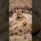 Lion cub playing with his father while he sleeps #wildanimals #nature #animals #wildanimalslife