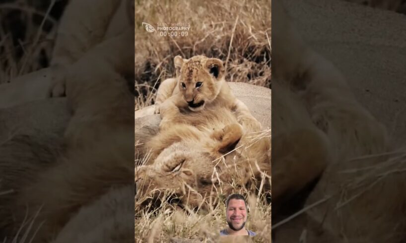 Lion cub playing with his father while he sleeps #wildanimals #nature #animals #wildanimalslife