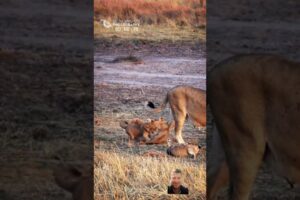 Lion cubs playing together catch mother tail #wildanimals #lioncubs #animals