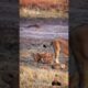 Lion cubs playing together catch mother tail #wildanimals #lioncubs #animals