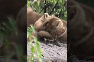 Lion cubs playing   ＂Mom!! Where are you？!!🤭＂ #shorts#baby#lion #shortvideo