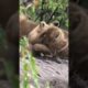 Lion cubs playing   ＂Mom!! Where are you？!!🤭＂ #shorts#baby#lion #shortvideo