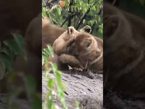 Lion cubs playing   ＂Mom!! Where are you？!!🤭＂ #shorts#baby#lion #shortvideo