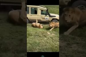 Lions in Fight hit car 🔥🦁🔥😱😱#shortsfeed #wildlife #viralvideo