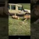 Lions in Fight hit car 🔥🦁🔥😱😱#shortsfeed #wildlife #viralvideo