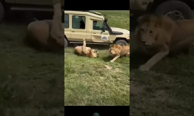 Lions in Fight hit car 🔥🦁🔥😱😱#shortsfeed #wildlife #viralvideo